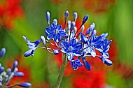 African Lily