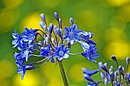 African Lily