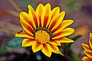 Blanket Flower