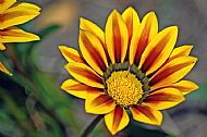 Blanket Flower