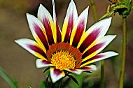 Blanket Flower