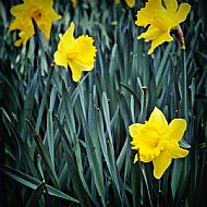Daffodill