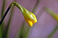 Daffodill