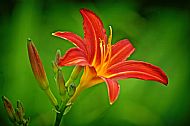 Daylily