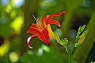 Daylily