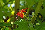 Daylily