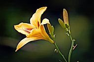 Daylily