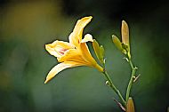 Daylily