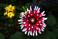 Spider Chrysanthemum