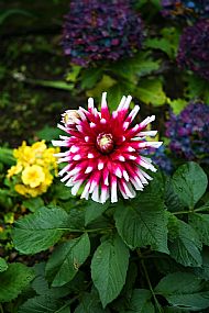 Spider Chrysanthemum