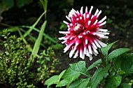 Spider Chrysanthemum
