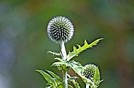 Globe Thistle