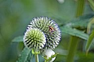 Globe Thistle