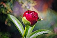 Peony Rose