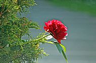 Peony Rose