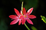 River Lily