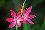 River Lily