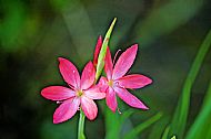 River Lily
