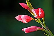 River Lily