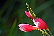 River Lily