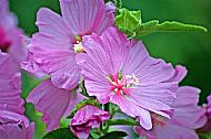 Tree Mallow