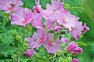 Tree Mallow