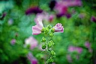Tree Mallow