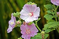 Tree Mallow