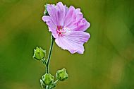 Tree Mallow