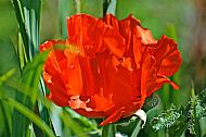 Red Poppy