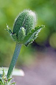 Poppy Bud