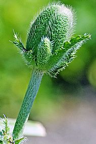 Poppy Bud