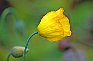 Yellow Poppy