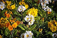 Primula