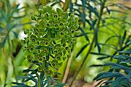 Unknown Flower