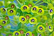 Unknown Flower