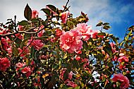 Camellia