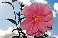 Camellia