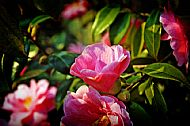 Camellia