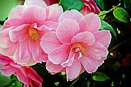 Camellia