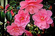 Camellia