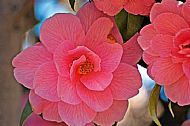 Camellia