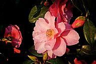 Camellia