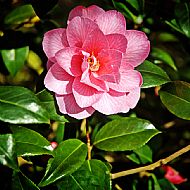 Camellia