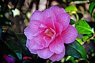 Camellia