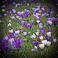 Crocus