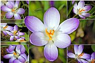 Crocus