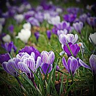 Crocus