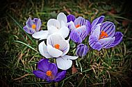 Crocus