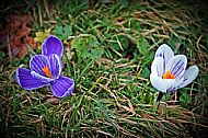 Crocus
